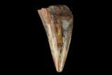 Fossil Phytosaur Tooth - New Mexico #133359-1